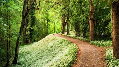 green forest