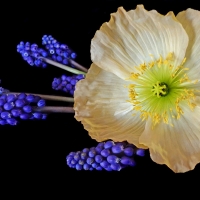 poppy and hyacinths