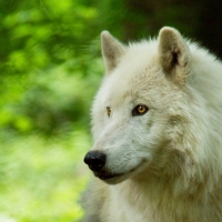 White wolf