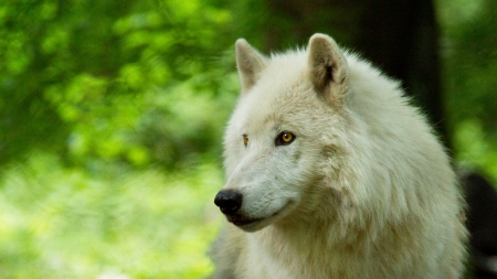 White wolf