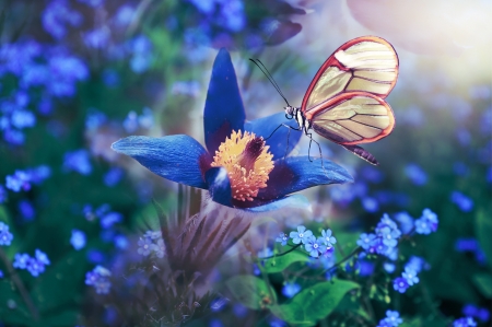 Butterfly - Wings, Flowers, Spring, Butterfly, Colourful, Blue