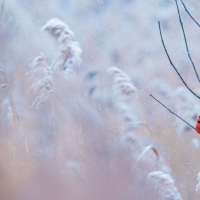 Cardinal bird