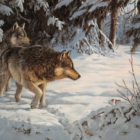 Winter Sun Wolves