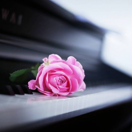 ♥ - piano, rose, flower, pink