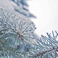 Frozen fir tree needles