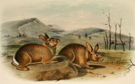 White Tailed Rabbits - blue, brown, rabbits, sand, white