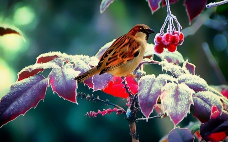 Winter Berries - berries, digital art, frost, Sparrow, leaves