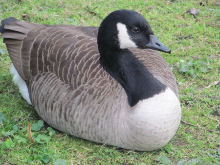 Canada Goose - Geeses, Aylesford, Fowl, Friars, Birds