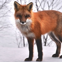 Red fox