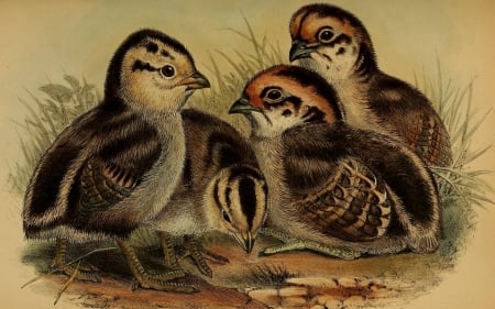 Baby quail - browns, black, beige, white, chicks, quail