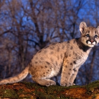 Cub On The Watch