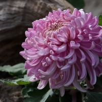 Chrysanthemum