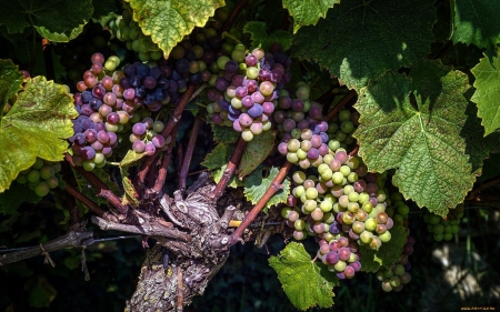 Grapes - grapes, nature, vines, leaves