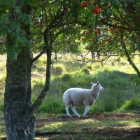 Sheep in Holland