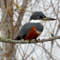 Ringed Kingfisher