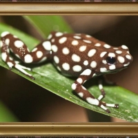 FRAMED FROG