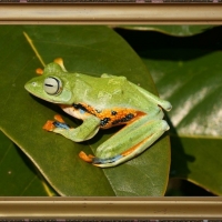 FRAMED FROG