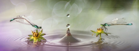 Dragonflies - drop, water, yellow, summer, pink, mustafa ozturk, insect, libelula, couple, vara, dragonfly