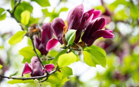 Magnolia - magnolia, green, spring, flower, pink, tree