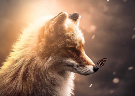 :) - animal, fluture, vulpe, cute, fox, fantasy, zenja gammer, butterfly, luminos