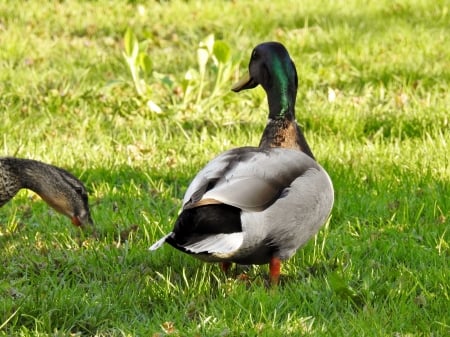 Ducks In Summer - Grass, Animals, Female, Mallards, Summer, Photography, Male, Ducks