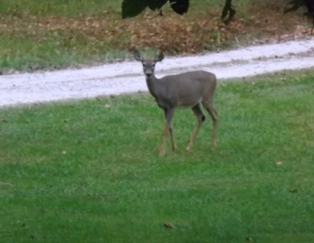 Looking at You - grass, brown, deer, green