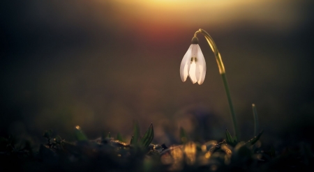 Snowdrop - abstract, winter, photography, snowdrops, spring, flowers, nature, macro, wallpaper, softness