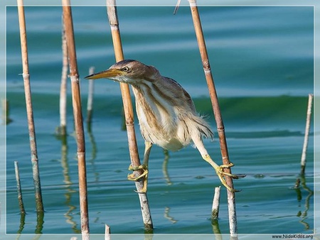 BIRDS - animals, birds