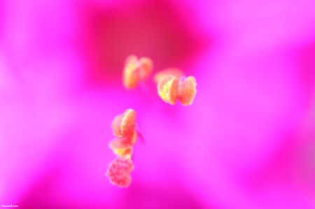 pink background of flower other .jpg - flower, pink, nature