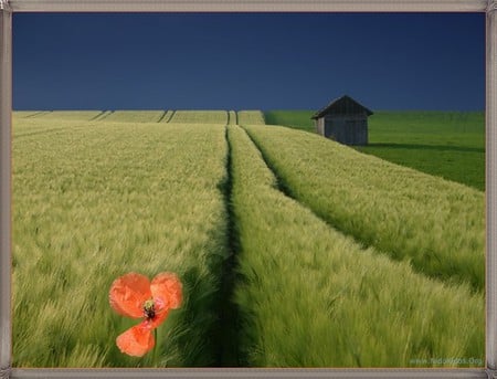 goodbye bluesky - landscape, grass, nature