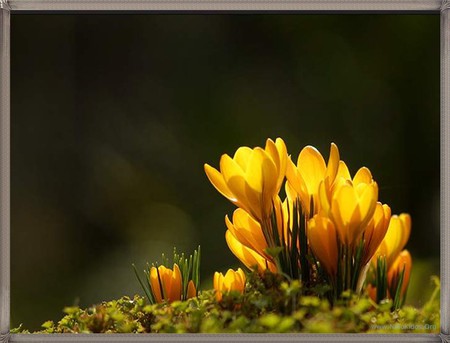 flowers - flowers, nature