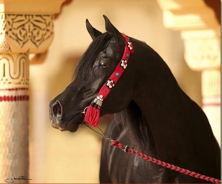 Arabian Dressed Up - horses, animals, stallions, arabian horse, arabian