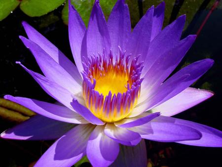 Lotus - flower, purple, nature