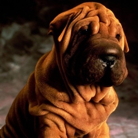 CHINESE SHAR-PEI 