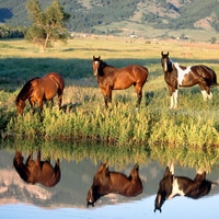 HORSES GRAZING