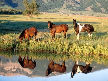 HORSES GRAZING - horses, grazing, group