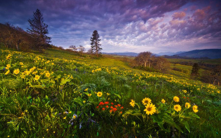 Wildflowers - nature, flowers