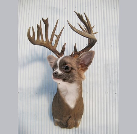 Chihuahualope - abstract, deer, wierd, hunting, dog, animals