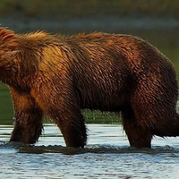 Eagle bear evolution