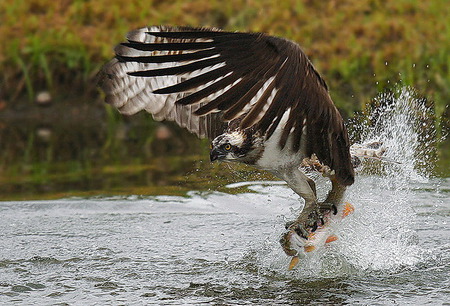 Hawk-fish - fish, hawk, abstract, animals