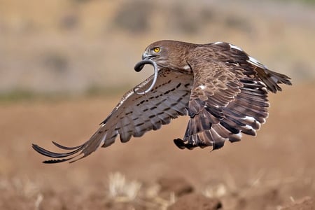 Hawk-Snake - abstract, snake, hawk, fish, animals