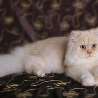 Fluffy Persian