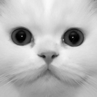 Big Eyed Persian