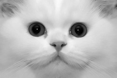 Big Eyed Persian