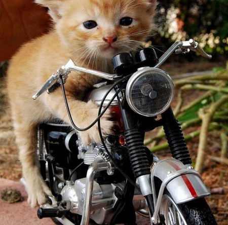 Triumph Kitty - motorcycles, cats, animals, photography, kittens