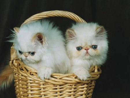 Basket of Kittens - cats, kittens, animals, photography