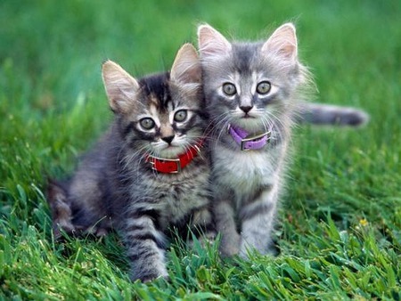 Double Trouble - animals, kittens, cats, photography