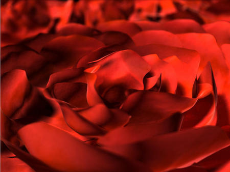 velvety rose - nature, red, rose, color, flower