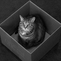 cat in the box