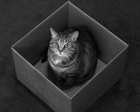 cat in the box - grey, cat